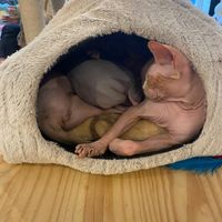  at Canterbury Tails Cat Cafe in Canterbury