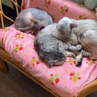  at Canterbury Tails Cat Cafe in Canterbury