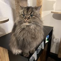   at Canterbury Tails Cat Cafe in Canterbury