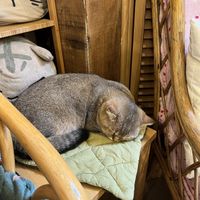   at Canterbury Tails Cat Cafe in Canterbury