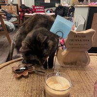   at Canterbury Tails Cat Cafe in Canterbury