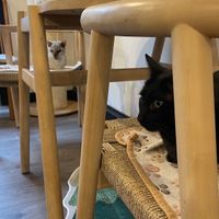   at Canterbury Tails Cat Cafe in Canterbury