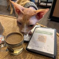  at Canterbury Tails Cat Cafe in Canterbury