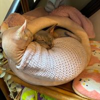  at Canterbury Tails Cat Cafe in Canterbury