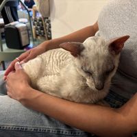  at Canterbury Tails Cat Cafe in Canterbury