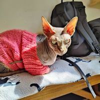  at Canterbury Tails Cat Cafe in Canterbury