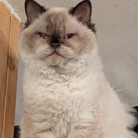  at Canterbury Tails Cat Cafe in Canterbury