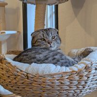  at Canterbury Tails Cat Cafe in Canterbury