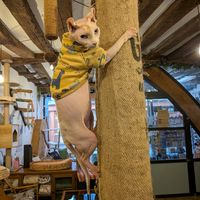  at Canterbury Tails Cat Cafe in Canterbury