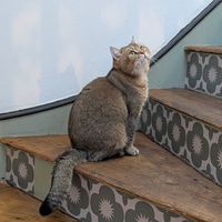  at Canterbury Tails Cat Cafe in Canterbury