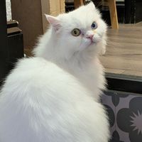 at Canterbury Tails Cat Cafe in Canterbury
