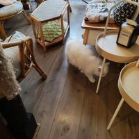  at Canterbury Tails Cat Cafe in Canterbury