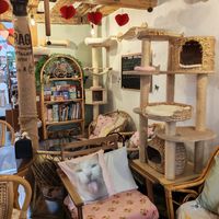  at Canterbury Tails Cat Cafe in Canterbury
