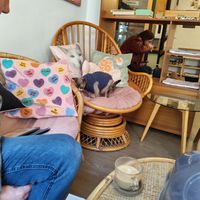  at Canterbury Tails Cat Cafe in Canterbury