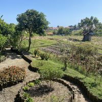 Garden  at Xich Lo in Canggu