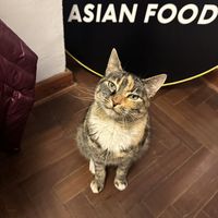   at UFO Asian Food in Cusco