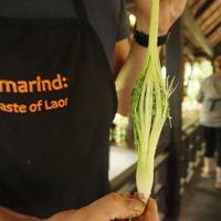 Cooking class, vegan at Tamarind - A Taste of Laos in Luang Prabang
