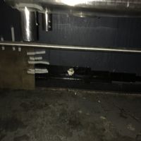   at Oasis Tea Zone in Seattle