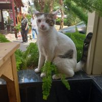  at Etyok in Izmir