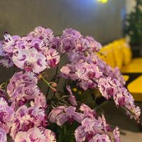  at Bamboo Bistro in Ho Chi Minh City