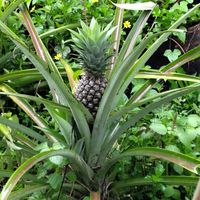 The freshest ingredients. at Anandinii Organic Garden & Kitchen in Sidemen