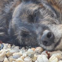 Hier ontspan je, hier geniet je. Jij, met wie dan ook en ook jouw hond! at Zo'ndag Werkendam in Werkendam
