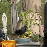 Vrolijke bezoeker  at Duincafé de Kennemerduinen in Overveen