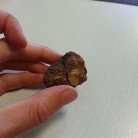 sweet at Vegan Rawhouse in Vilnius