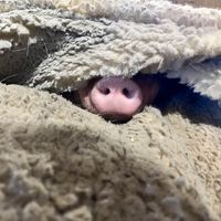   at Arthur's Acres Animal Sanctuary in Parksville