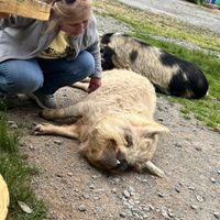   at Arthur's Acres Animal Sanctuary in Parksville