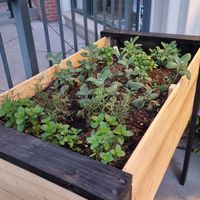 Fresh herbs in front of the restaurant at Wild Sage in Eagle