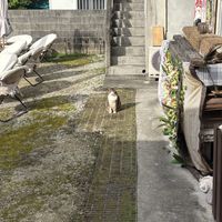   at Homestay Kucha in Okinawa