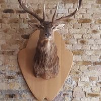  at Zenz Wirtshaus in Mainz