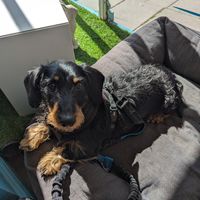  at Dudley and George's in Llandudno