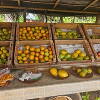 Mangoes, rainbow papaya, apple banana at Yee's Orchard & Fruit Stand in Kihei