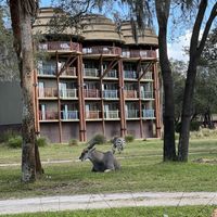 Request a window seat  at Sanaa in Lake Buena Vista