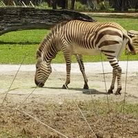 You can see the Zebras and many other animals from the restaurant! at Sanaa in Lake Buena Vista