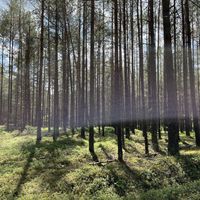   at Potęgówka wege Kaszuby in Linia