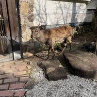   at Rokaku Tea House - Hexagon Cafe  in Miyajima