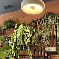 Plantas en el local  at Morgentau. in Barcelona