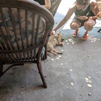 Aforementioned dog at Hamam Cafe in Rhodes