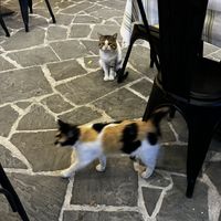 they have cute cats all around😄 at Check-In Restaurant in Gjirokaster