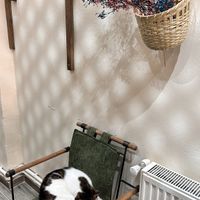 Cute cat  at Arka Bahçe Veganarya in Istanbul