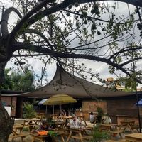 Lovely location with huge jujube tree 💜 at Chepenka Catering in Tepoztlan