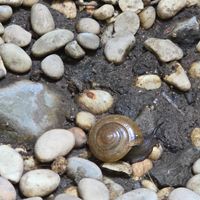 snail chilling outside with us  at Sauce Tree Sanur: Plant Based Cafe in Sanur