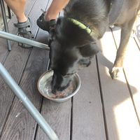 Dog friendly patio  at The Mitten Brewing Co in Grand Rapids