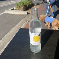 Yuzu drink  at Mister Nice Guy's Bakeshop in Ascot Vale