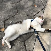 Even Opie enjoyed the company and good vibes!  at Sweet Theory Baking Co. in Jacksonville