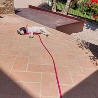 Dog friendly place at Vineria Del Carmine in La Bruna