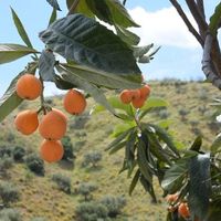  at Mangu Mangas in Vilnius